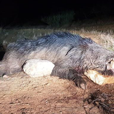Caza cáceres Extramadrura