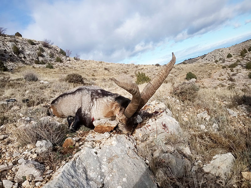 Caza España